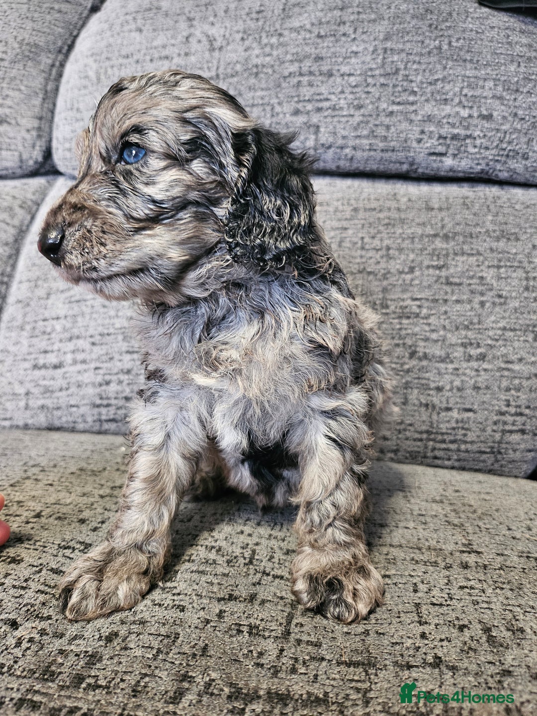 Cockapoo dogs for sale: Cockapoo puppies 2LEFT - Image 9