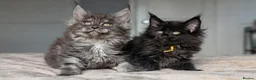 Maine Coon cats for sale: Black&Black Smoke Tica registered  - Advert 6