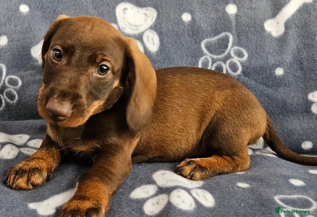 Dachshund dogs for sale: Stunning KC Registered Dachshund Puppies in Cheadle - Image 33