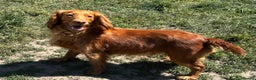 Cocker Spaniel dogs for sale: Working cocker spaniel now ready - Advert 20