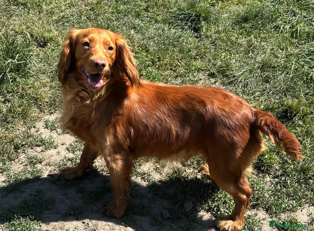 Cocker Spaniel dogs for sale: Working cocker spaniel now ready - Advert 20