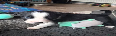 Border Collie Puppy 1