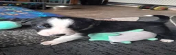 Border Collie dogs for sale: Border collie pups - Advert 11