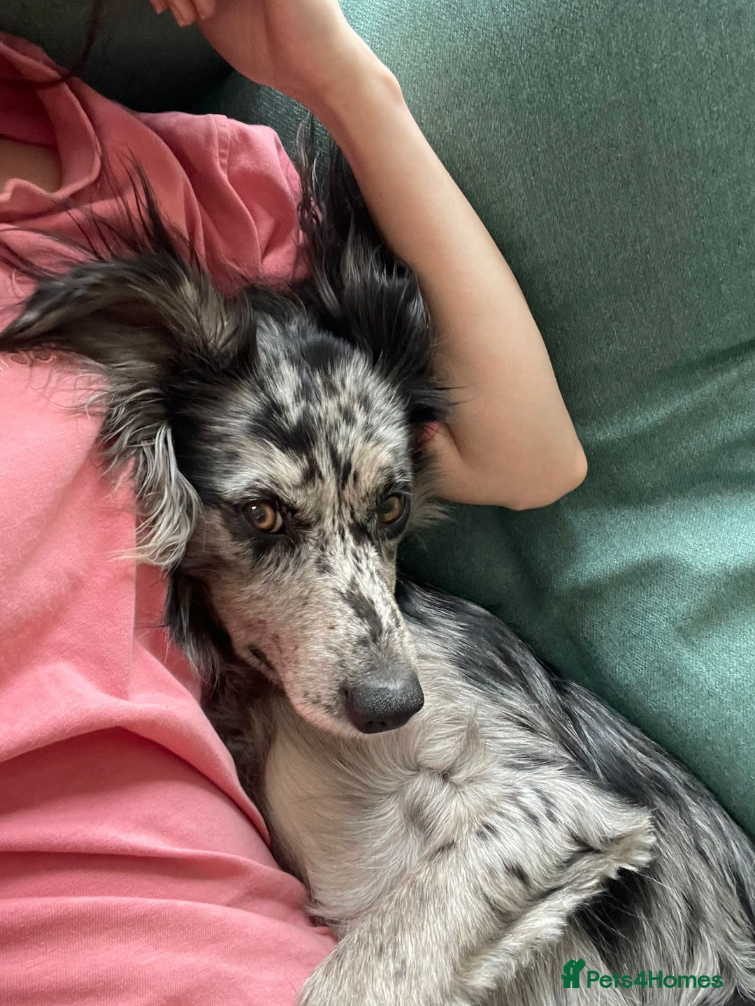 Mixed Breed dogs for sale: Flash 🐾 Looking for an active home - Image 2