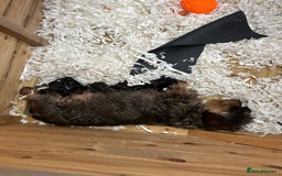 Dachshund dogs for sale: Wirey dachshund/ teckels - Image 5