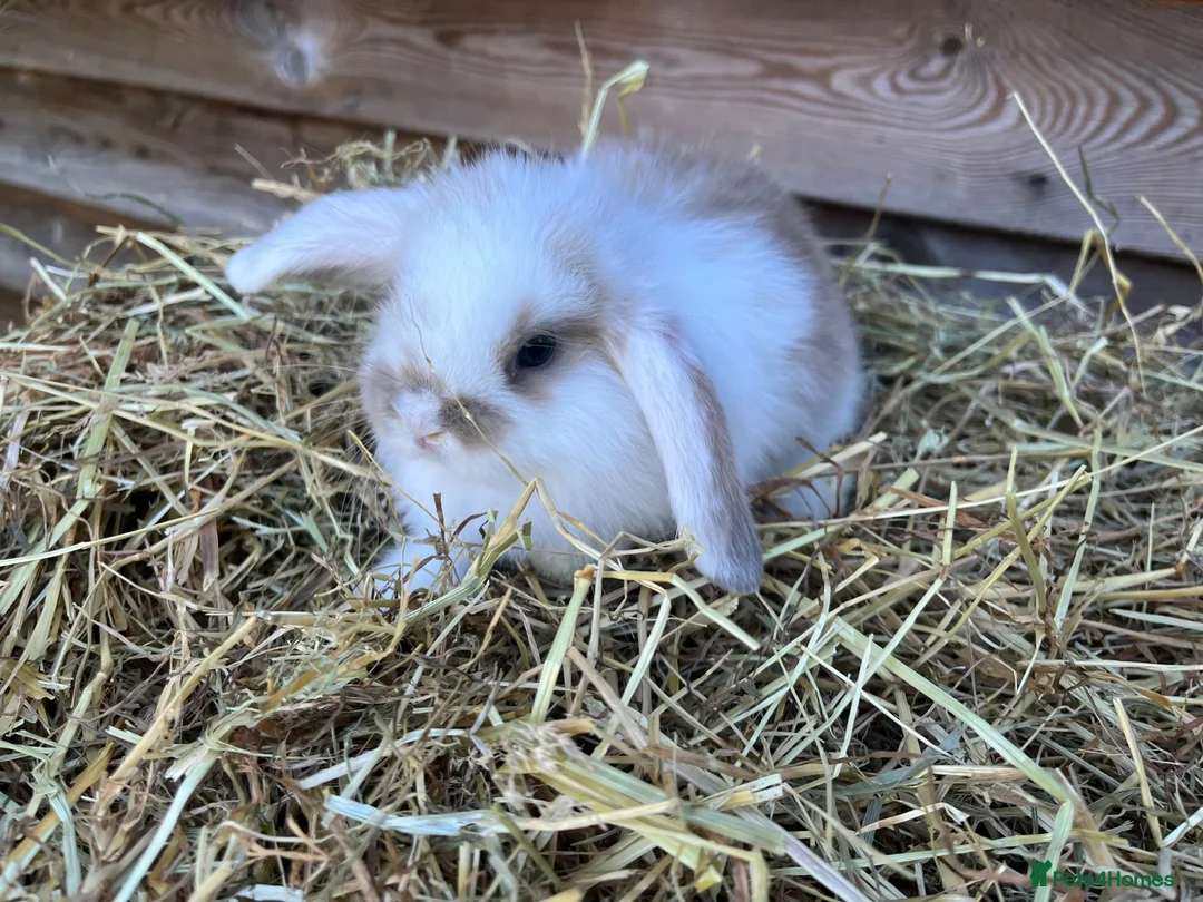 Mini Lop rabbits for sale: Gorgeous pure Mini lops  - Advert 2