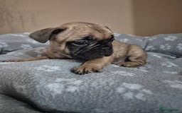 French Bulldog dogs for sale: Litter of French bulldog puppies - Image 2