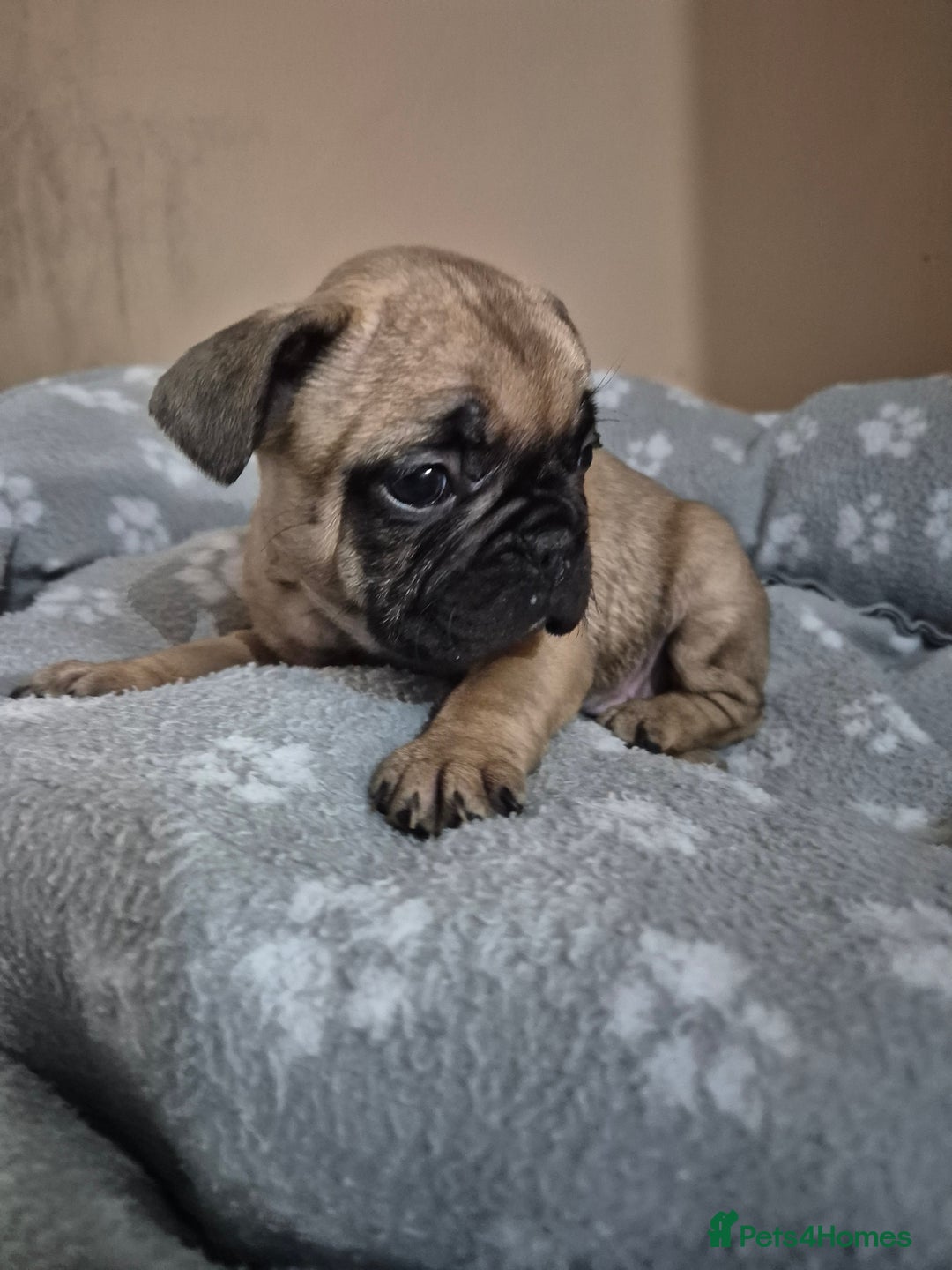 French Bulldog dogs for sale: Litter of French bulldog puppies - Image 2