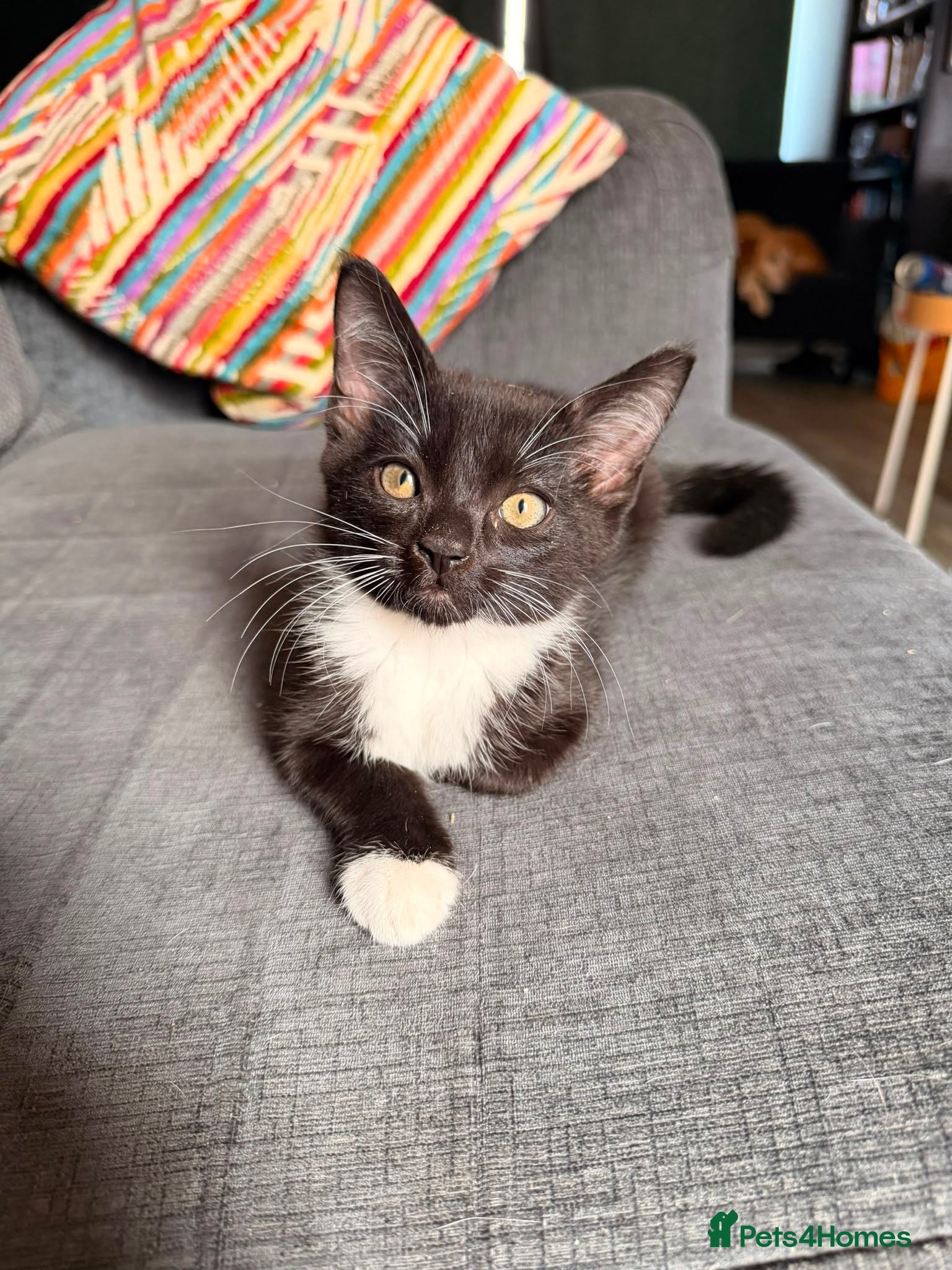 Mixed Breed cats Tuxedo kittens for sale. - Advert 4