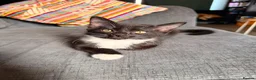 Mixed Breed cats for sale: Tuxedo kittens for sale. in Worksop - Advert 1