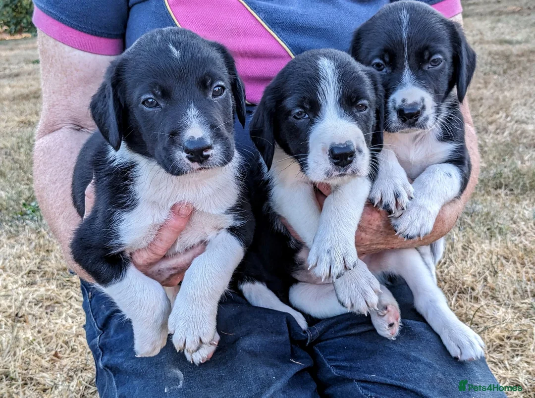 Sprollie dogs for sale: Sprollie Pups For Sale in Crediton - Advert 1