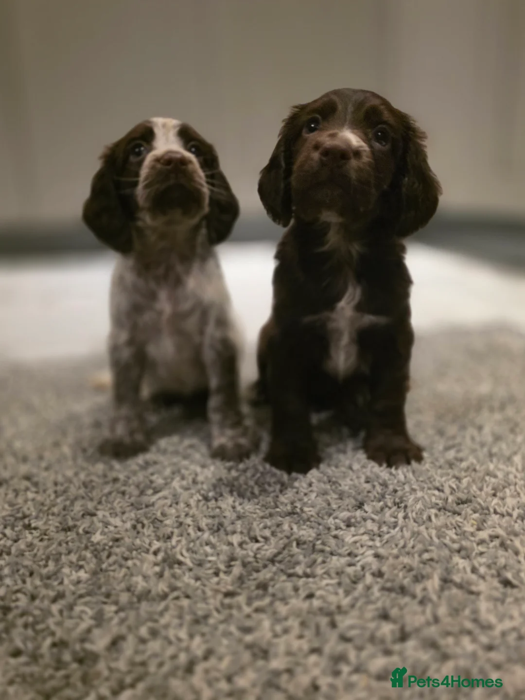 Cocker Spaniel dogs for sale: Beautiful Working cocker spaniel puppies - Advert 33