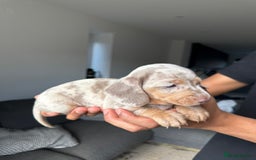 Dachshund dogs for sale: Miniature Dachshund Litter - Image 16