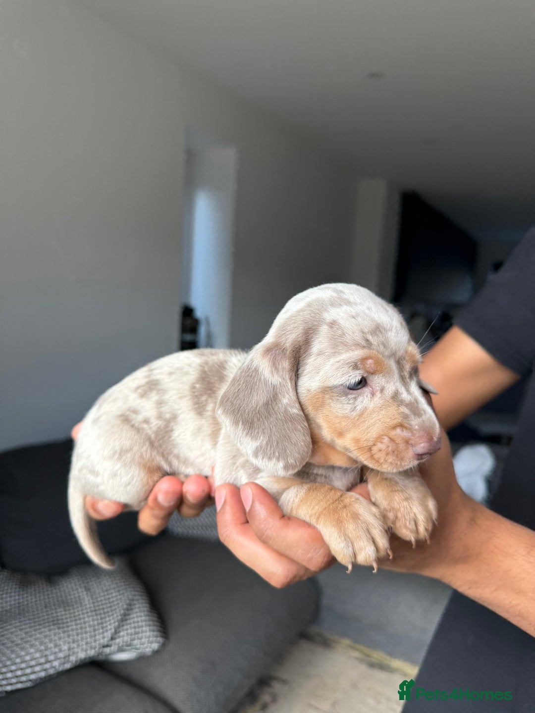 Dachshund dogs for sale: Miniature Dachshund Litter - Image 16
