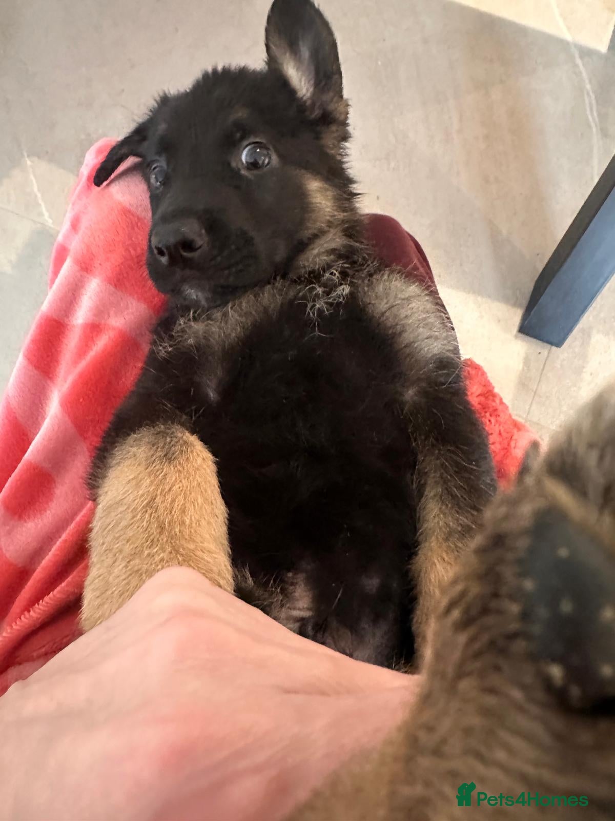 German Shepherd dogs 🌟🌟REDUCED 🌟🌟German Shepherd Pups - Advert 11