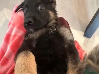 German Shepherd dogs 🌟🌟REDUCED 🌟🌟German Shepherd Pups - Advert 1