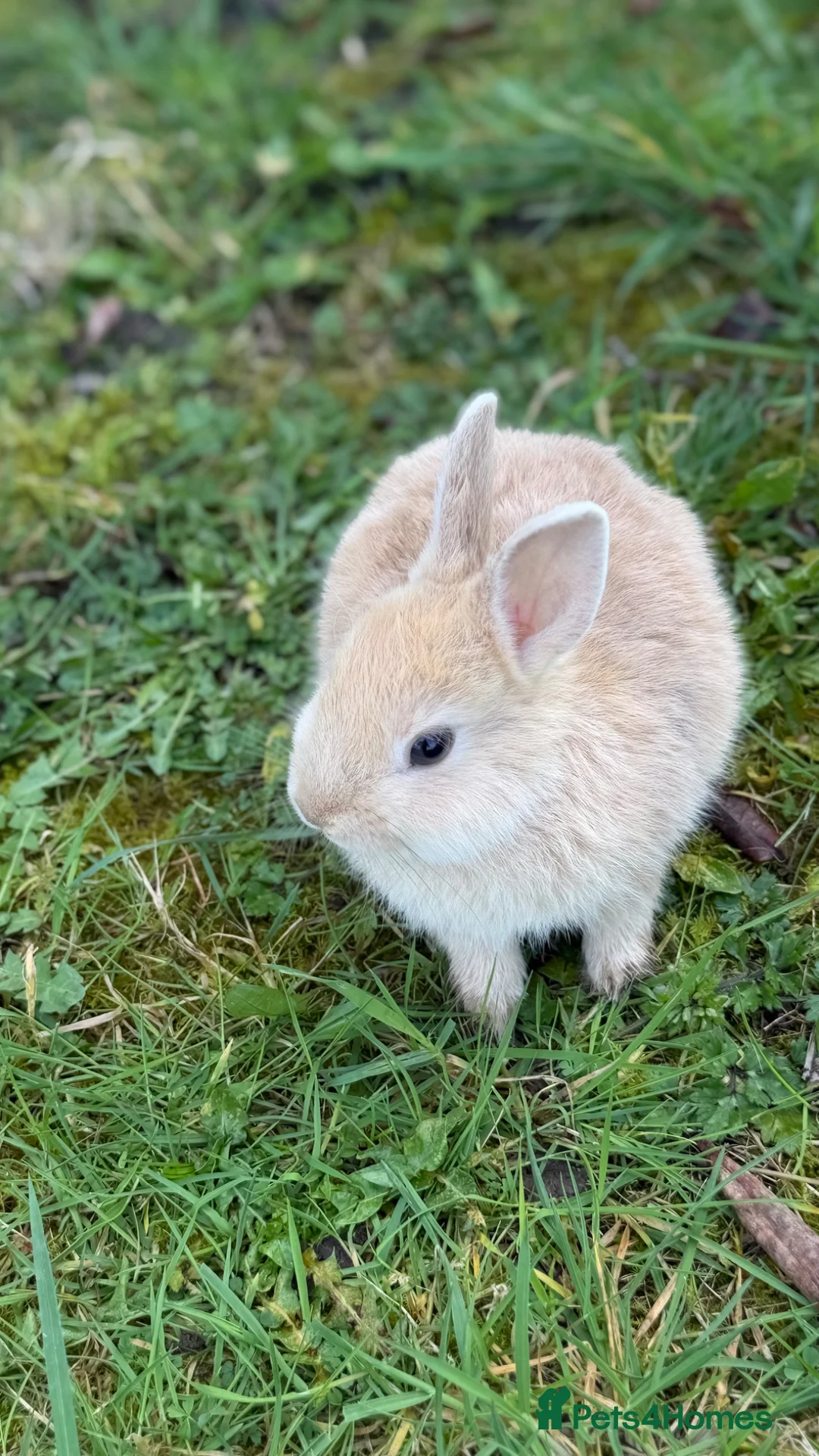 Netherland Dwarf rabbits for sale: Three Netherland Dwarf Rabbits for Sale 🐰 - Advert 21