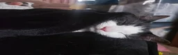 Domestic Shorthair cats for sale: Rehoming this gorgeous little boy, Fred. in Birmingham - Advert 5