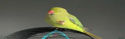 Ringnecks birds for sale: Ringneck parrot  - Advert 2