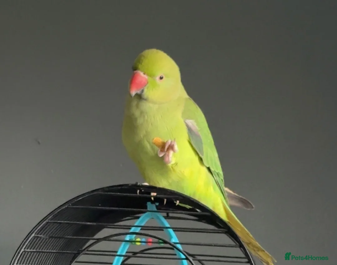 Ringnecks birds for sale: Ringneck parrot  - Advert 2