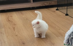 Ragdoll cats for sale: REDUCED Ragdoll kitten ready now - Image 13
