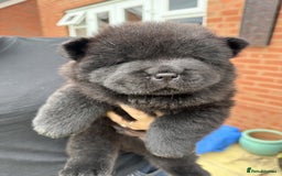 Chow Chow dogs for sale: 🐾Chow Chow Boy Pup – KC Registered Dad Bloodline - Image 7