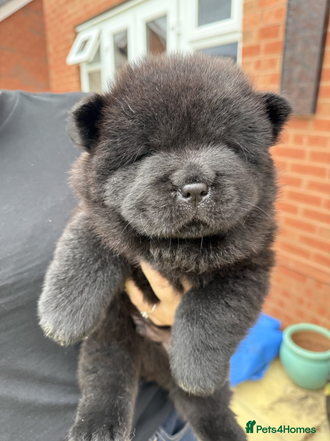 Chow Chow dogs for sale: 🐾Chow Chow Boy Pup – KC Registered Dad Bloodline - Image 7
