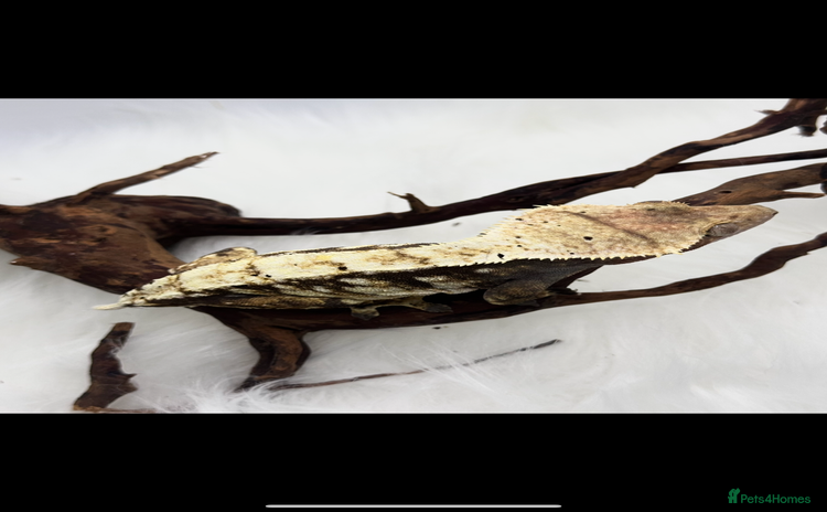 Gecko reptiles Female & Male snowflake crested Geckos - Advert 12