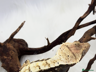 Gecko reptiles Female & Male snowflake crested Geckos - Advert 4