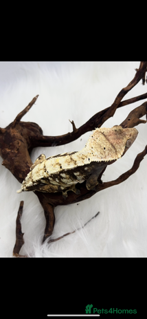 Gecko reptiles Female & Male snowflake crested Geckos - Advert 12