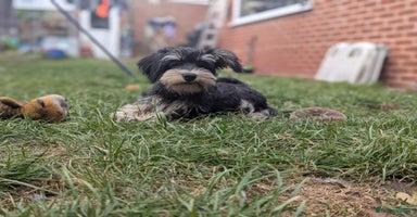 Miniature Schnauzer dogs - Advert 15