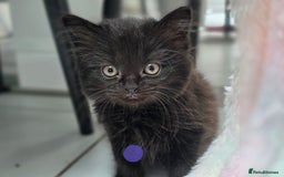 Mixed Breed cats for sale: Black kittens for sale  - Image 6