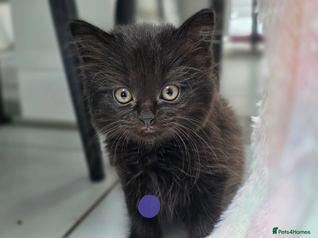 Mixed Breed cats for sale: Black kittens for sale  - Image 6