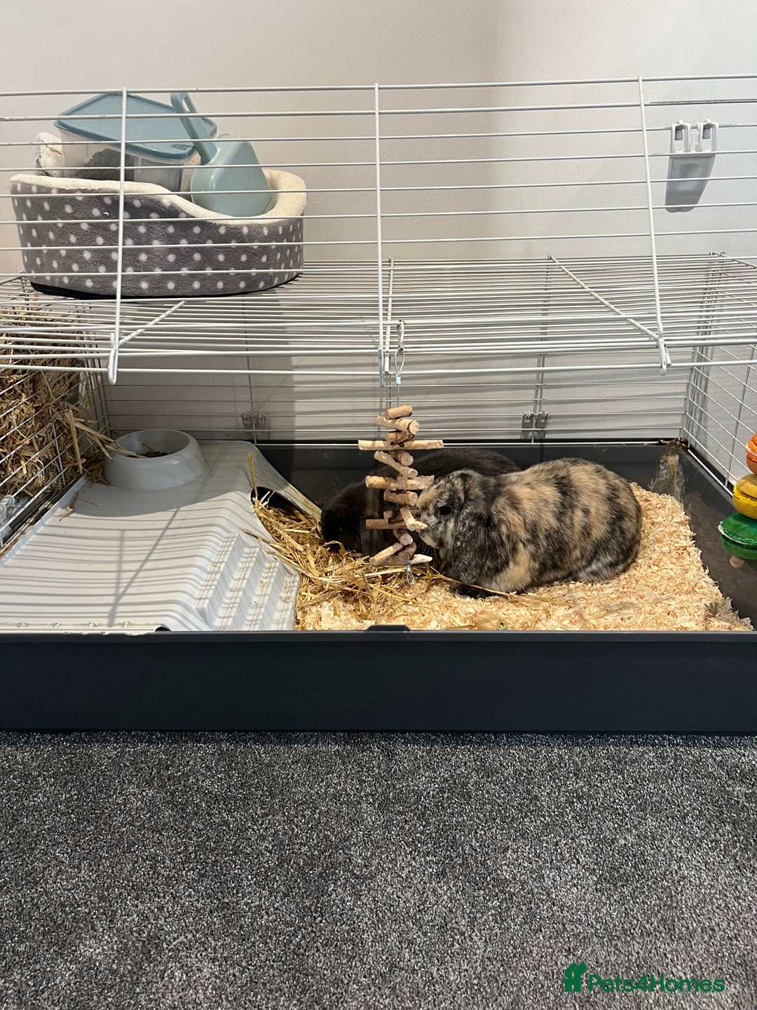 Mini Lop rabbits for sale: Two male Mini Lop Rabbits - Advert 7