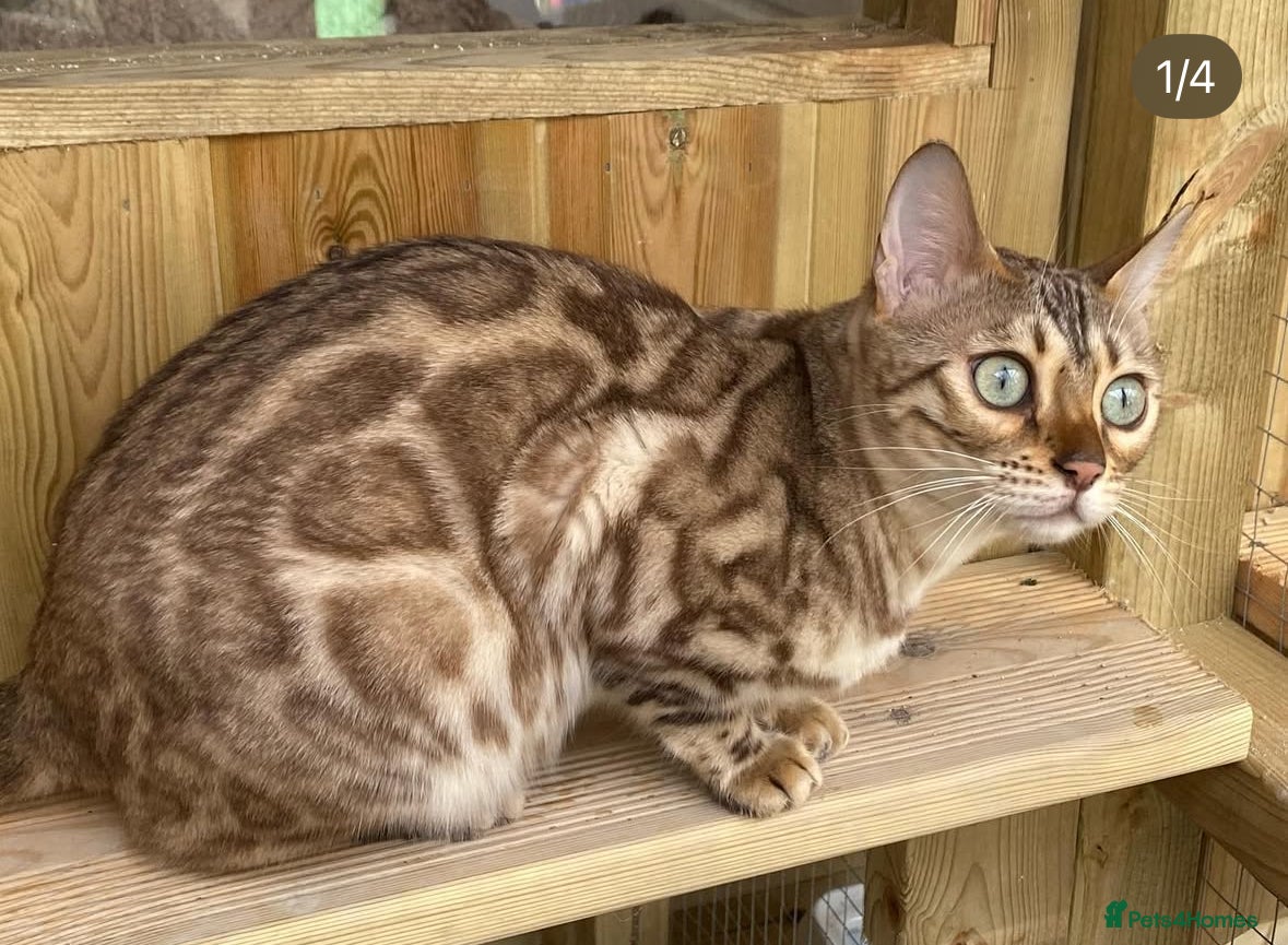 Bengal cats Beautiful mink TICA registered bengal girl - Advert 4