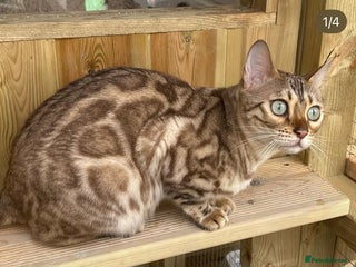 Bengal cats Beautiful mink TICA registered bengal girl - Advert 2