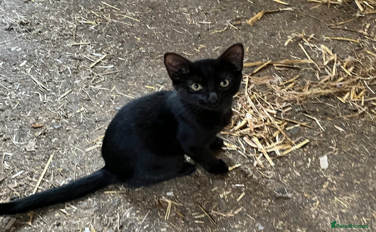 Mixed Breed cats - Advert 2