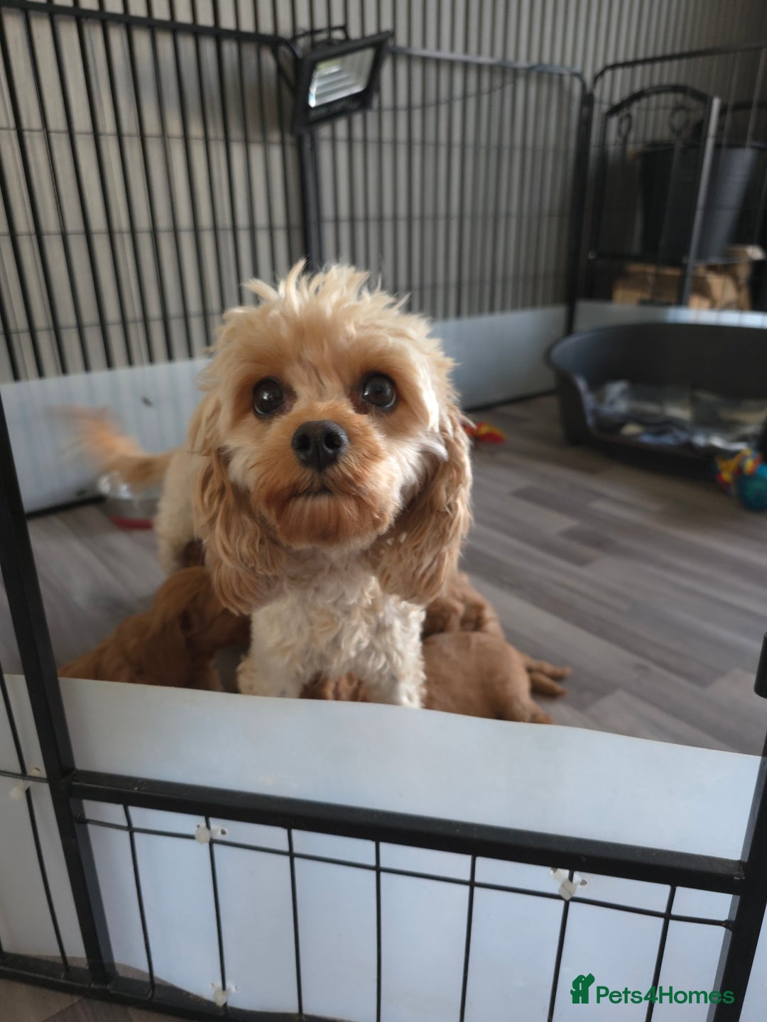 Cavapoo dogs for sale: CAVAPOO F1B RED HEALTY TESTED PARENTS - Image 20