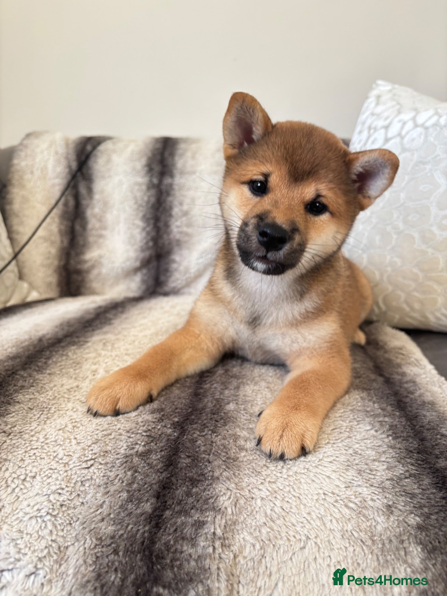 Japanese Shiba Inu dogs Japanese Shiba Inu puppies  - Advert 14