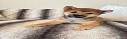 Japanese Shiba Inu dogs for sale: Japanese Shiba Inu puppies - only 1 male left  - Advert 5