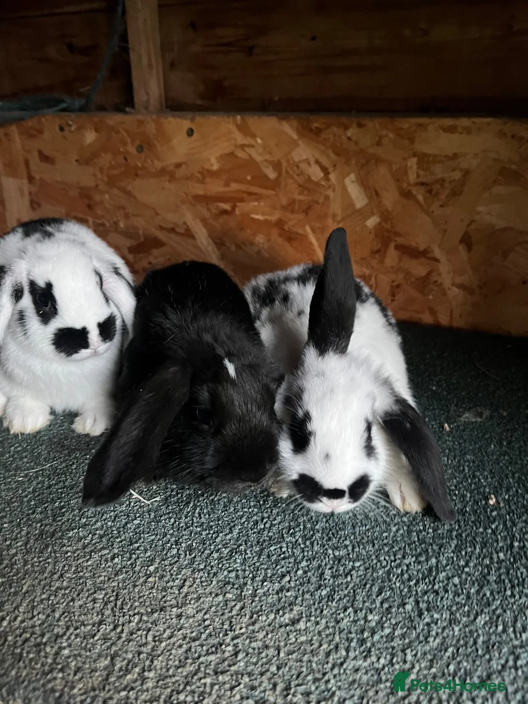 Mixed Breed rabbits for sale: Mini lop cross English spot baby bunnies  - Advert 2