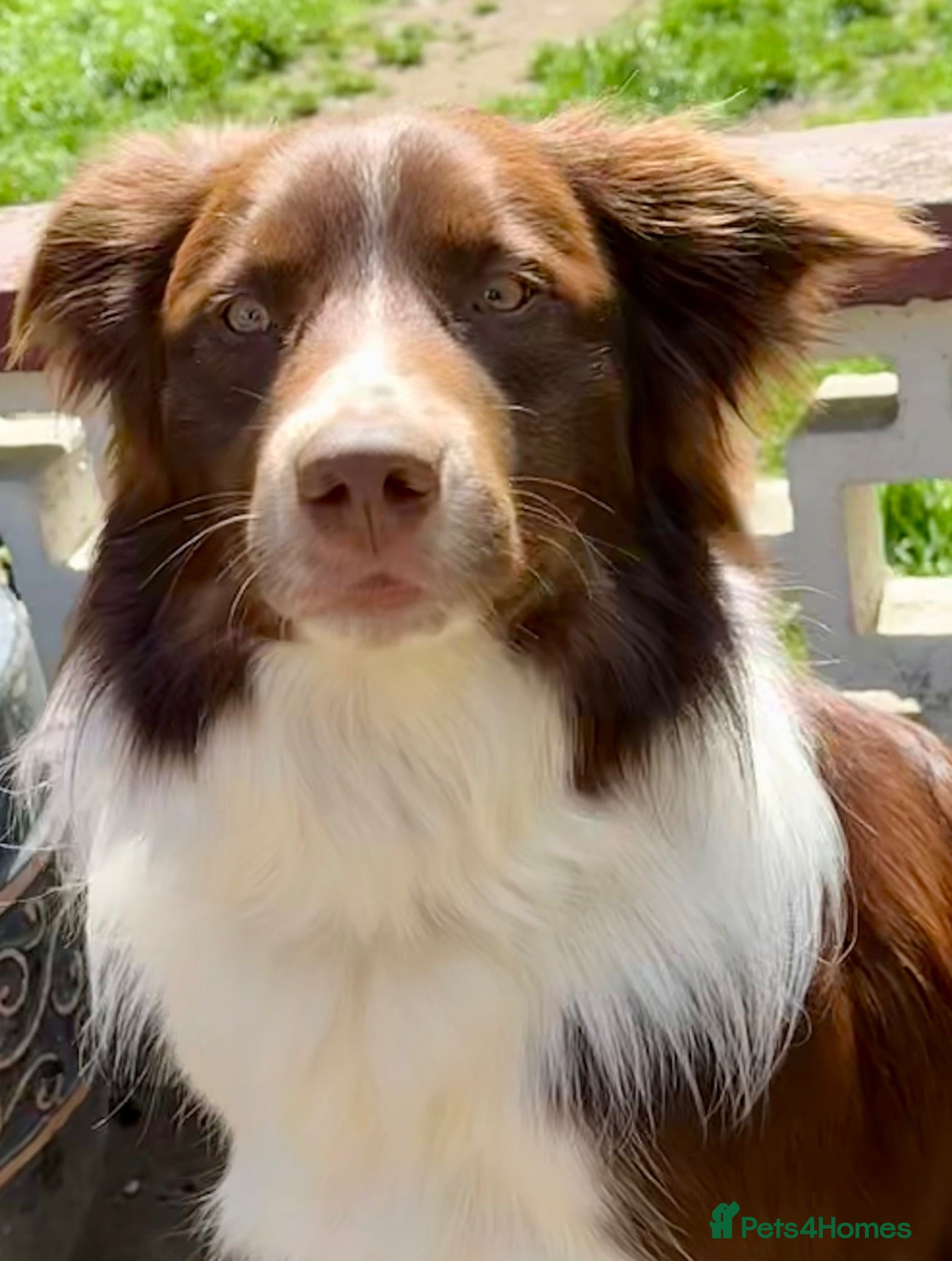 Border Collie dogs Border collie puppies  - Advert 2
