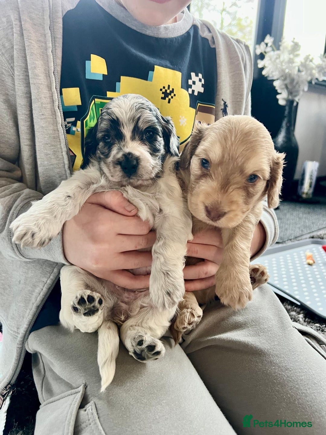 Cockapoo dogs for sale: Rare marked  small cockerpoo puppys  - Advert 9