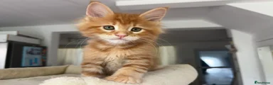 Maine Coon Kitten 3