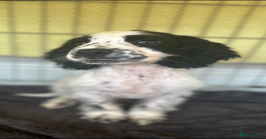 Cocker Spaniel dogs - Advert 16