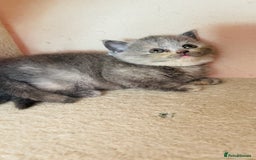 Scottish Fold cats for sale: Beautiful litter of Scottish fold  reservation 😍 - Image 8