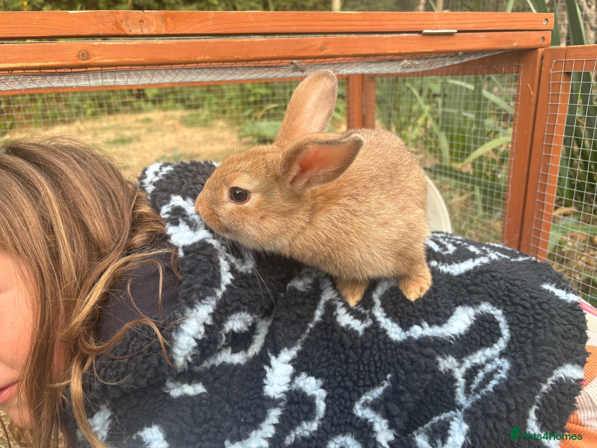 Mini Lion Lop rabbits Mini lion lop boy - Advert 1