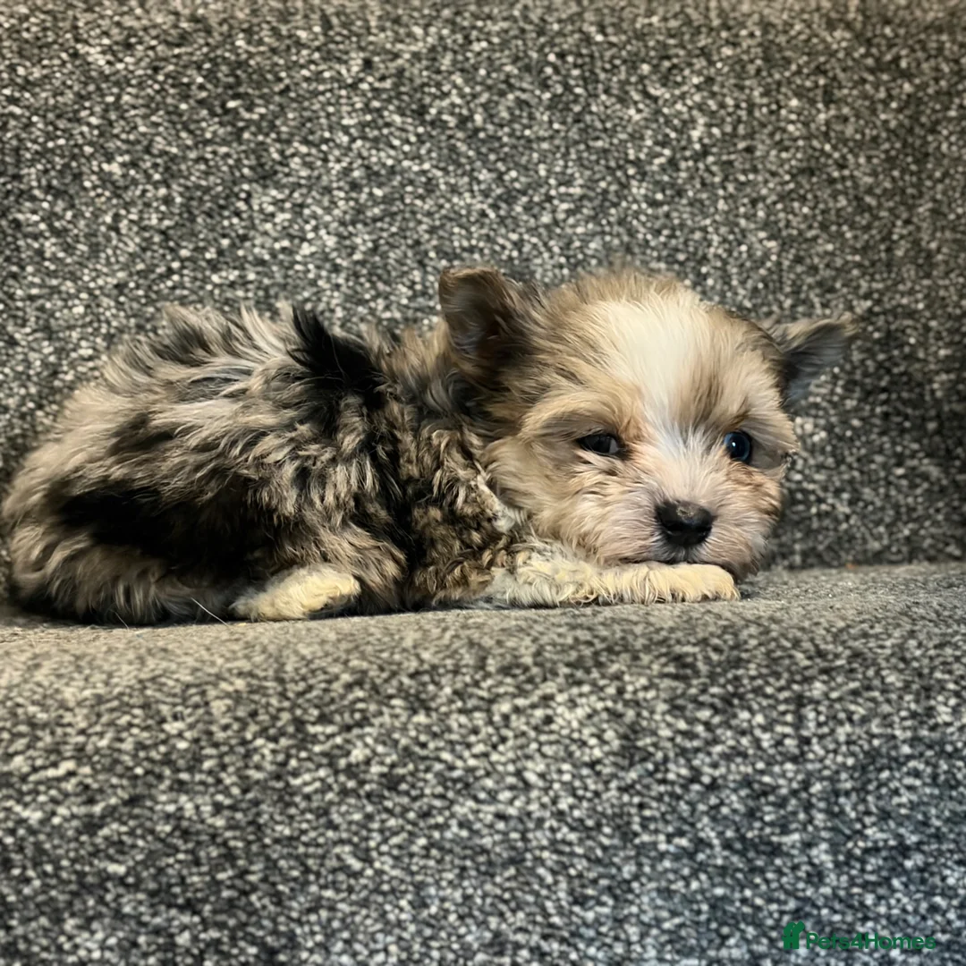 Biewer Terrier dogs for sale: Colourful Biewers  in Walsall - Advert 8