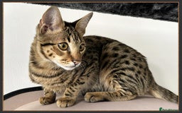 Savannah cats for sale: Dramatically reduced and ready F5 SBT Savannahs in Bingley - Image 14