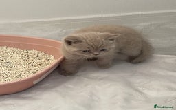 British Shorthair cats for sale: GCCF registered Champion bloodline BSH kittens - Image 29